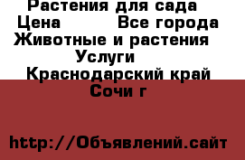 Растения для сада › Цена ­ 200 - Все города Животные и растения » Услуги   . Краснодарский край,Сочи г.